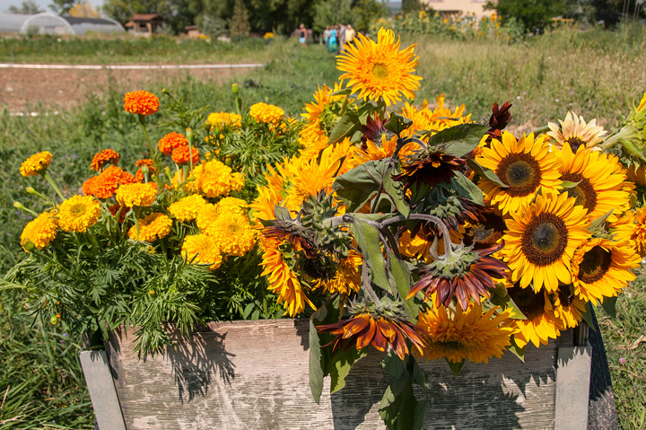 Zephyros flowers image