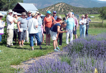 agritourism-lavender-2