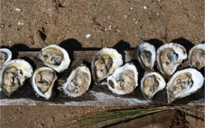 Long Island Oysters and Life Lessons