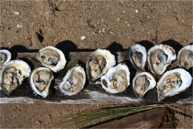 Long Island Oysters and Life Lessons