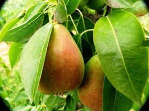 Delicious Orchards pears