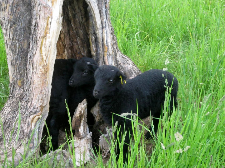 Picture of Desert Weyr lambs