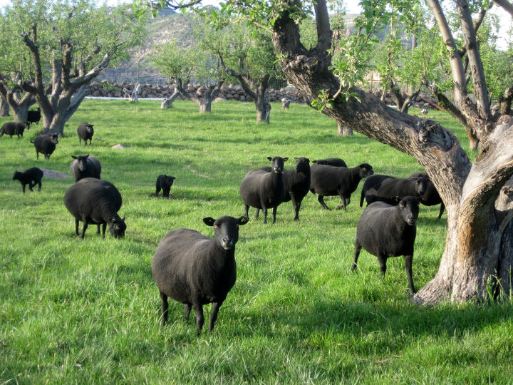 Picture of Desert Weyr Black Welsh Mountain sheep