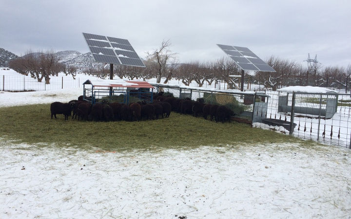 Image of sheep under solar panels