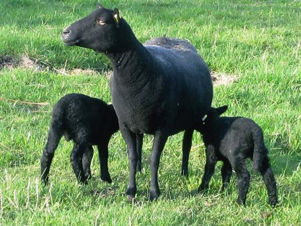 Picture of 2 Black Welsh Mountain lambs and ewe