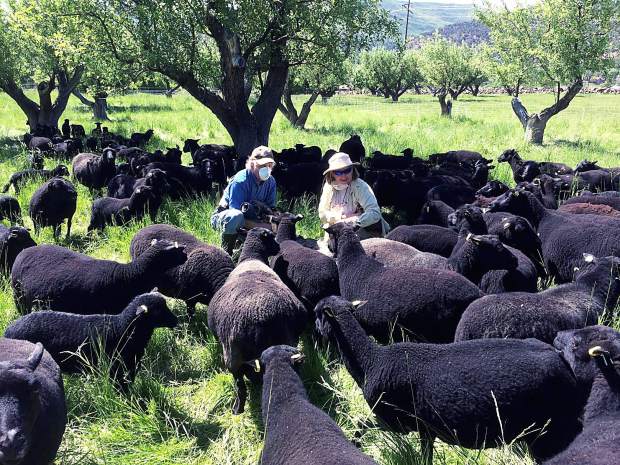 Image of Black Welsh Mountain sheep flock