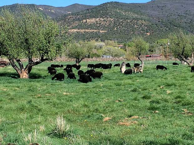 Image of Black Welsh Mountain sheep at Desert Weyr