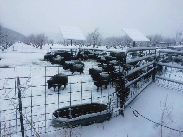 Picture of Black Welsh Mountain sheep in snow