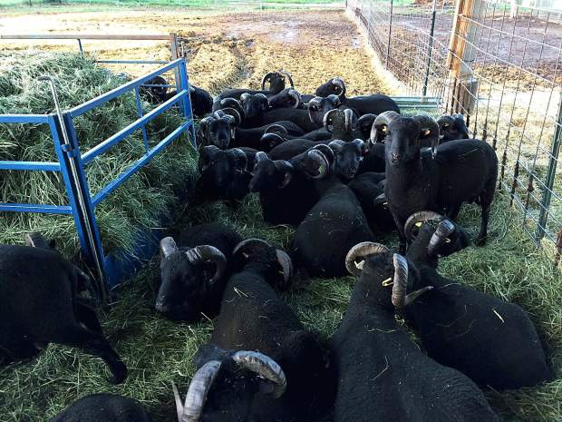 Image of Black Welsh Mountain rams