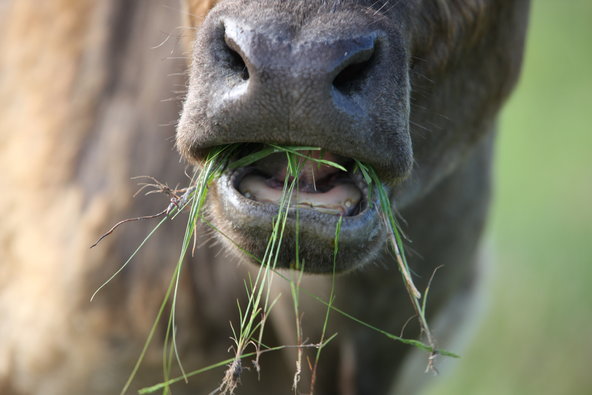 Organic Meat and Milk Higher in Healthful Fatty Acids