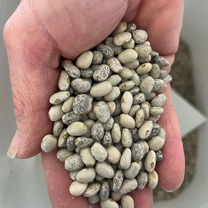 High Desert Seed