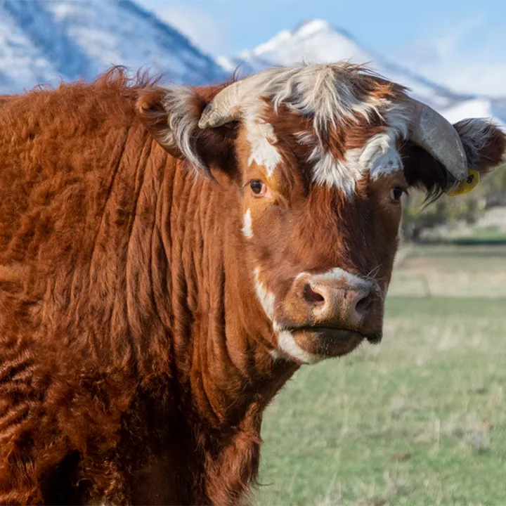 Sunshine Beef